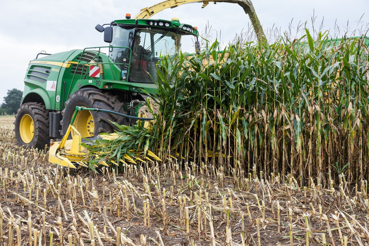 Bild 230 - Maisernte